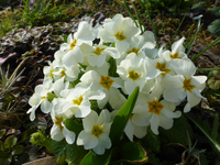 P1300235.webp