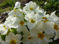 P1300237.webp