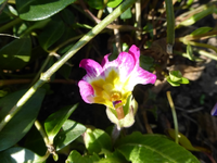 P1300256.webp