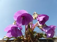 P1300368.webp