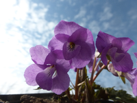 P1300408.webp