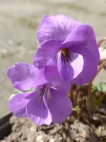 P1300415.JPG