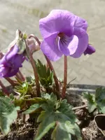 P1300418.webp