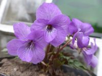 P1300444.webp