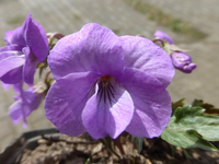 P1300417.webp