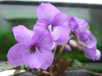 P1300445.webp