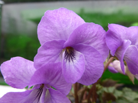 P1300446.webp