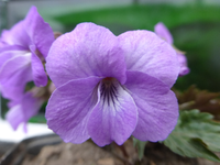 P1300447.webp