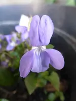 P1300346.webp