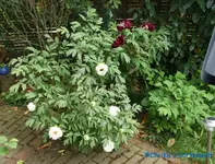 comp_DSC07991.webp