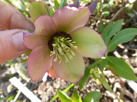 P1300335.webp