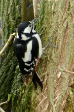 DSCN0005.webp