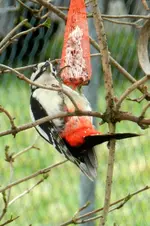 DSCN0006.webp