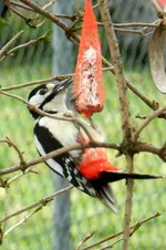 DSCN0008.webp