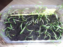 402 Dill 30.03.15.webp 402 Dill 30.03.15.webp