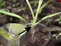 tomate-jungpflanze-nur-mit-geiztrieb.webp
