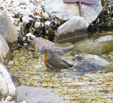 Hulda 22.03.15.webp