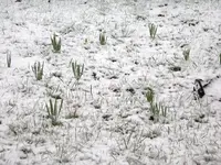 IMGP7266.webp