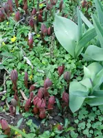 CIMG0043.webp