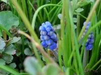 CIMG0044.webp