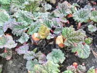 CIMG0050.webp