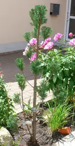 2010-06-13-01.webp