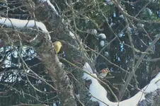 DSCF0450 (2).webp