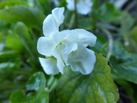 P1300715.webp