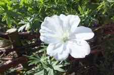schneestorch.webp