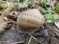 P1300840.webp