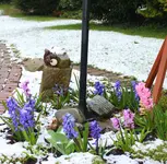Hyazinthenblüte 2015.webp