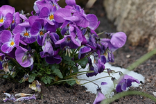 Hornveilchen_purple_Schneereste_640.webp