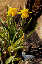 zwei Narzissen_gelb_grün_Schneerest_Frühling_600.webp