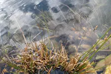 SAM_0463.webp