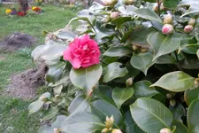 SAM_0464.webp