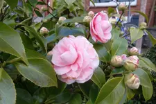 SAM_0465.webp