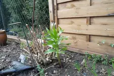 SAM_0467.webp
