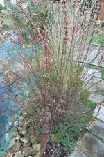SAM_0470.webp