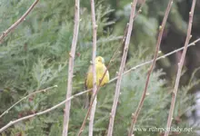 vogel gelb2.webp
