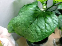DSCN4901.2.webp