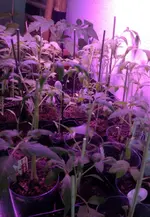 Tomatensetzlinge gross1.webp