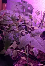 Tomatensetzlinggross2.webp