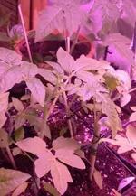 Tomatensetzlinggross3.webp