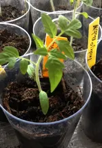 Tomatensetzlingklein2.webp