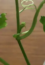 Luffa1.webp