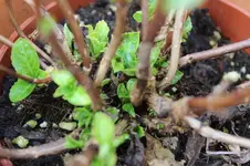 Horti 003.webp