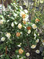 IMG_4241.webp