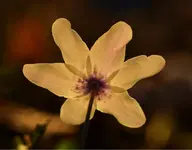 21.webp