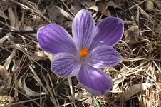 DSCF0474.webp