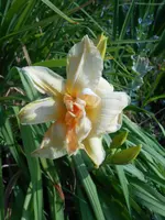 DSCN1343.webp